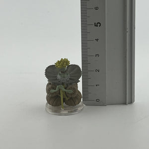 Dungeon's & Dragons Pre Painted Miniature Collections set of 4 +combinedshipping FRENLY BRICKS - Open 7 Days